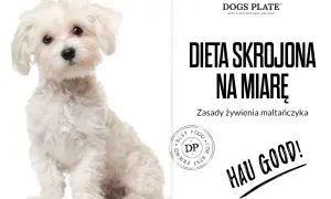 Czy maltańczyk może jeść kurczaka? Uważaj na alergie i zdrowie psa