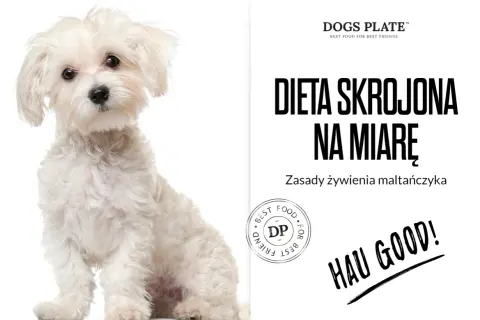 Czy maltańczyk może jeść kurczaka? Uważaj na alergie i zdrowie psa