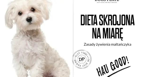 Czy maltańczyk może jeść kurczaka? Uważaj na alergie i zdrowie psa